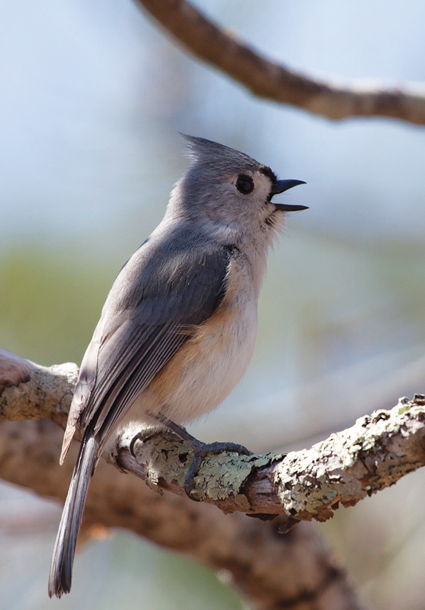 The tufted titmouse — come up and see her (or him) and all the other animals sometime at the Jefferson Market Garden.