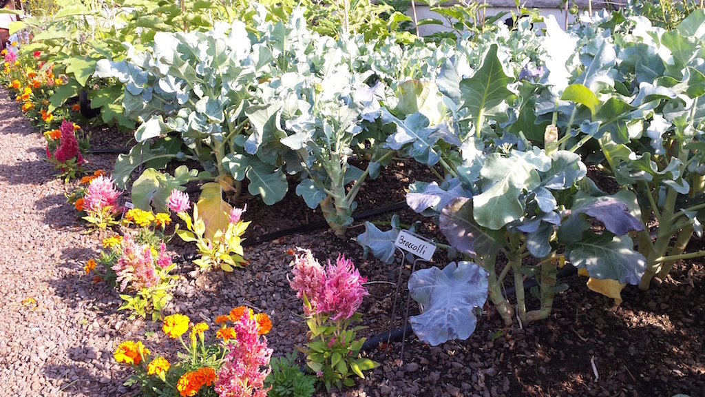 Broccoli and more growing on Umbrella House's new green roof.  Photo by Lincoln Anderson