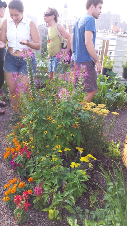 Flowers and herbs in the rooftop garden.  Photo by Lincoln Anderson