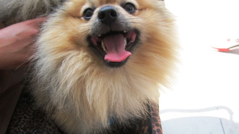 Hundreds of puppies gathered in Williamsburg for cuteness overload 22 King Cody, a Pomeranian, was happy to be at BarkFest, despite the record heat.