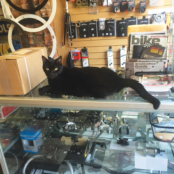 Lenny is the easy rider of Bushwick bike shop 1 Bike shop Lenny is one cool cat. He just rolls with whatever. Photo by Faceboy