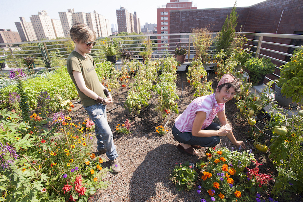 Parker Pracyzk shows off a tomato plant in the new rooftop garden. Pracyzk uses herbs from the rooftop to create medicinal tonics. Photo by  Roberto Mercado