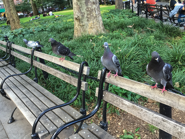 Phew! Some of the lucky survivors, thanking their tail feathers they weren’t scooped up by the birdnappers.   Photo by Tequila Minsky