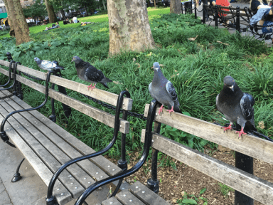 pigeons-2