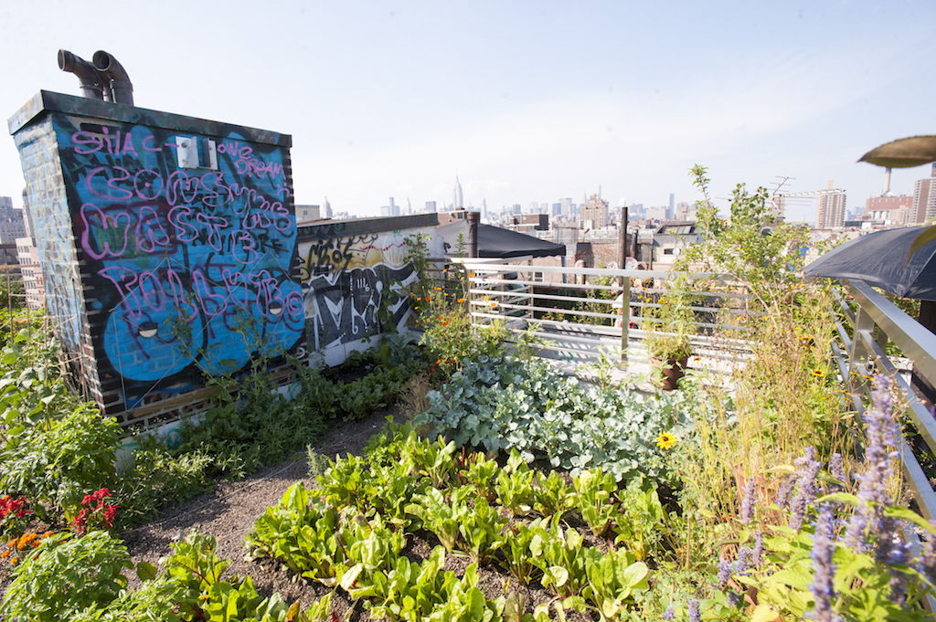 Rows of vegetables in the new Umbrella Garden rooftop garden. Photo by Roberto Mercado.