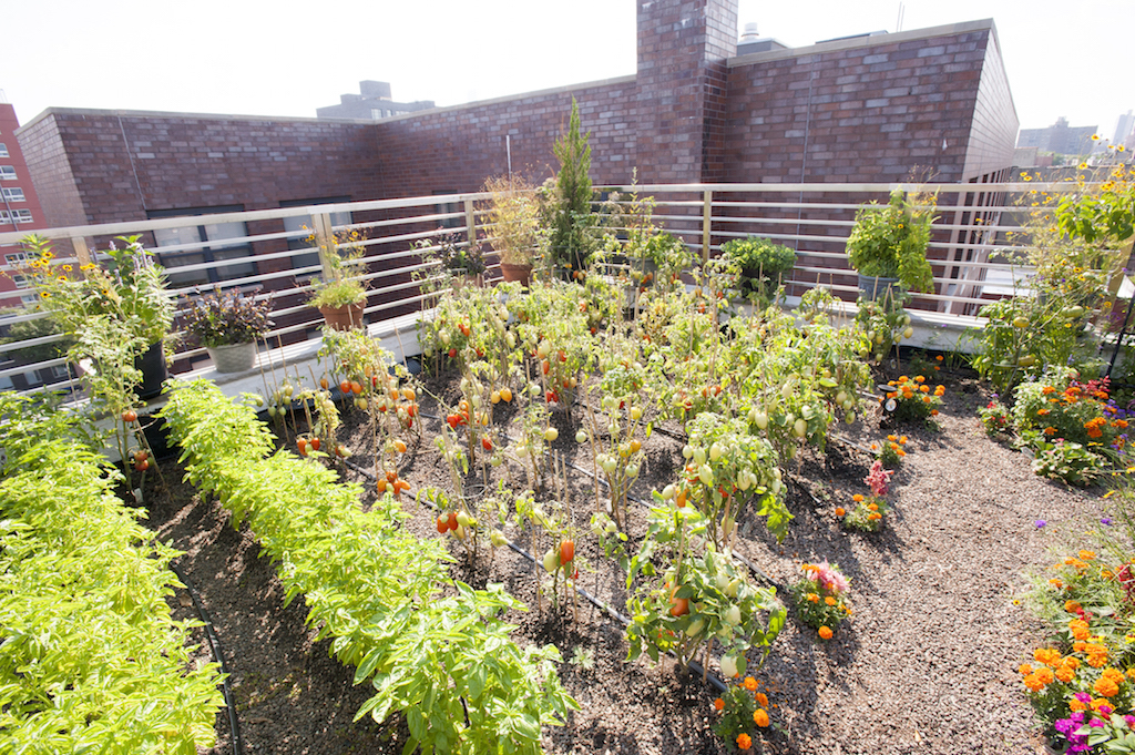 The tomatoes were looking good. Photo by Roberto Mercado.