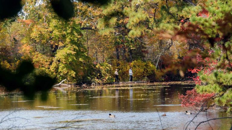 Along the Connetquot River are about 50 miles of trails where trees and bushes will soon burst into the colors of autumn at Connetquot River State Park. You also will find horseback riding trails, which you can use if you trailer in your own horse. Kayakers also can enjoy the view from the water. Peak foliage happens late October into early November.