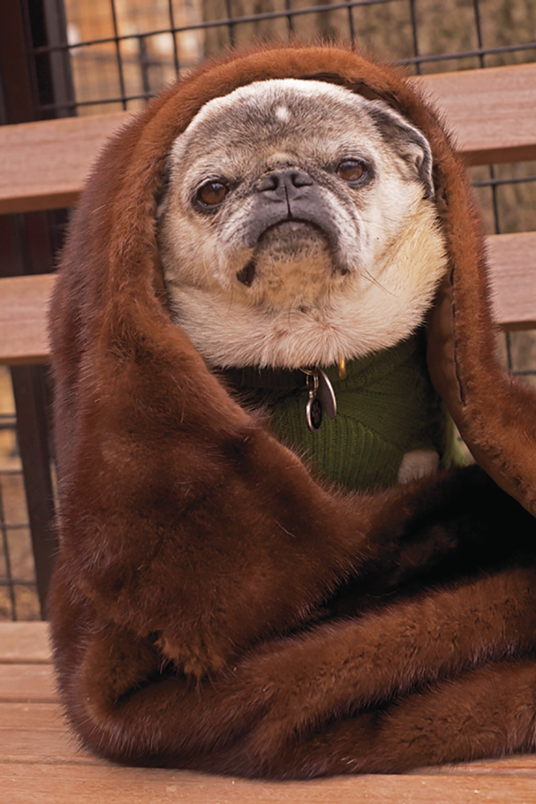 Looking a bit like Obi Wan Kenobi, Sidney in the Washington Square Park dog run.  Photo by Alan baille