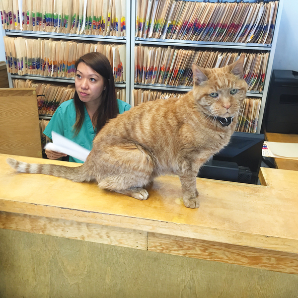 This Mister is a natural-born ‘ham’ of a cat 1 There’s no escaping Mister at Greenwich Village Animal Hospital. PHOTO BY FACEBOY