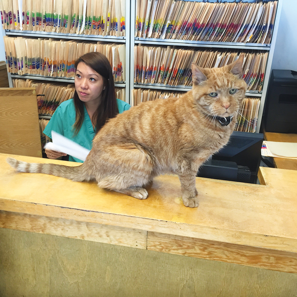 There’s no escaping Mister at Greenwich Village Animal Hospital.   PHOTO BY FACEBOY