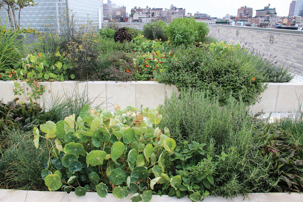 The G.L.W.D. rooftop has a garden to provide fresh ingredients — and also to provide hypothetical open-space access for future high-end residential neighbors to the north.