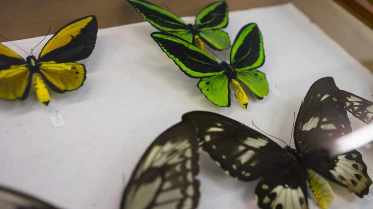 A donated series of butterfly specimens is displayed Tuesday, Sept. 1, 2015, on a floor of the American Museum of Natural History that houses a collection of thousands preserved like these that the public rarely sees. 