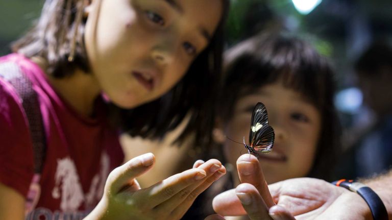 Children look at a resting Doris longwing butterfly on a persons hand in the enclosure called 