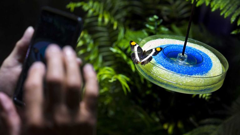 A butterfly is photographed as it rests in an enclosure called 