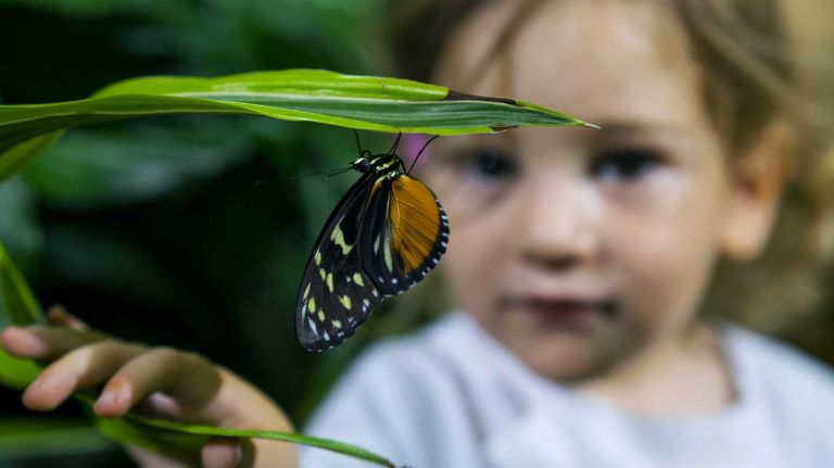 Summer Conway of East Sussex, United Kingdom, looks at a resting Hecale longwing butterfly in the enclosure called 