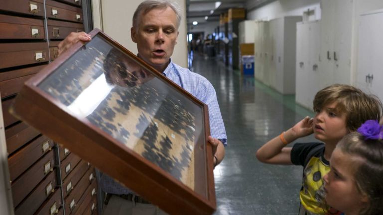 David Grimaldi, curator of The Butterfly Conservatory and with the Division of Invertebrate Zoology, holds a species collection of the Cracker Butterfly, Tuesday, Sept. 1, 2015, on a floor of the American Museum of Natural History that houses a collection of thousands preserved like these that the public rarely sees. 
