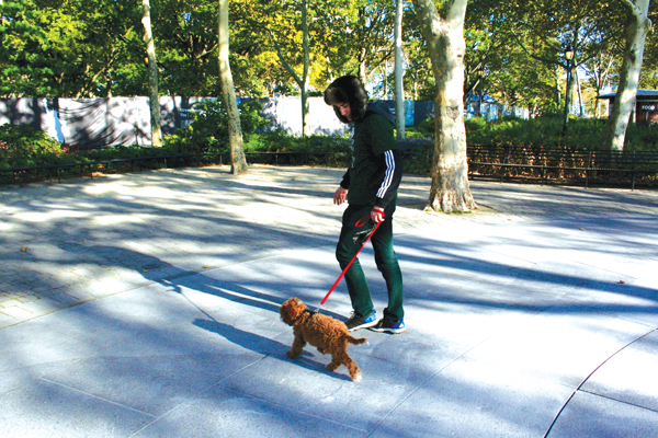 Downtown Express photo by Yannic Rack Mike Picardo walking a client’s dog in the Battery. In the background, the fenced off Woodland. 