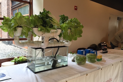 Challenges of Manhattan Farming Highlighted at Natural History Museum Symposium 1 Cornell Cooperative Extension’s hydroponic lettuce and basil exhibition. | JACKSON CHEN