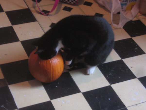 Rev. Jen: Straight outta Bellevue 3 Pumpkin courtesy of Black Tree, curiosity courtesy of a black cat. Photo by John Foster.