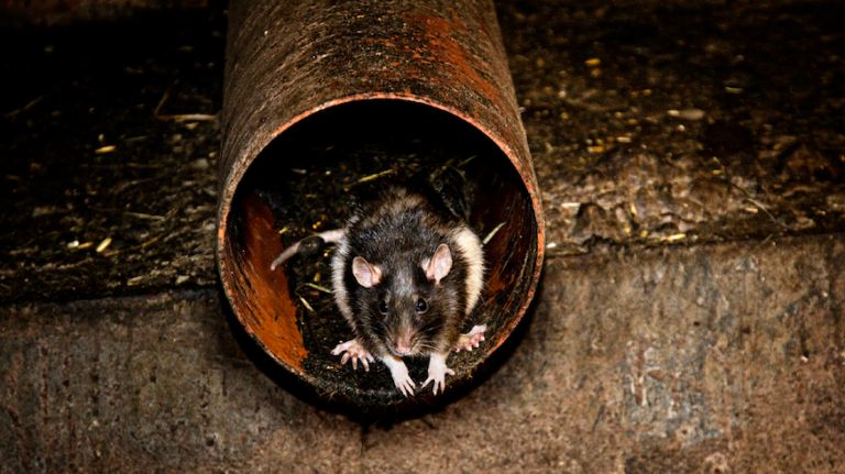 rat / mg