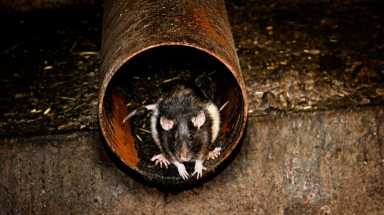 rat / mg