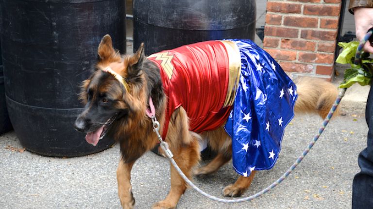 Beauty, a 3-year-old rescue dog (possibly a German shepherd-Shiloh shepherd mix), came to the Tompkins Square Halloween Dog Parade for the first time this year to mingle with her fellow furry friends. 