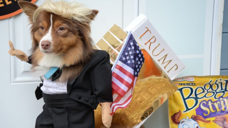 Ruby Roo, the year old mini-Australian shepherd, had big plans to make America great again. 