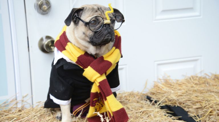 Doug the Pug, a 3-year-old Internet sensation with 863,000 followers on Instagram, made a special appearance to greet his countless four-legged and two-legged fans. 