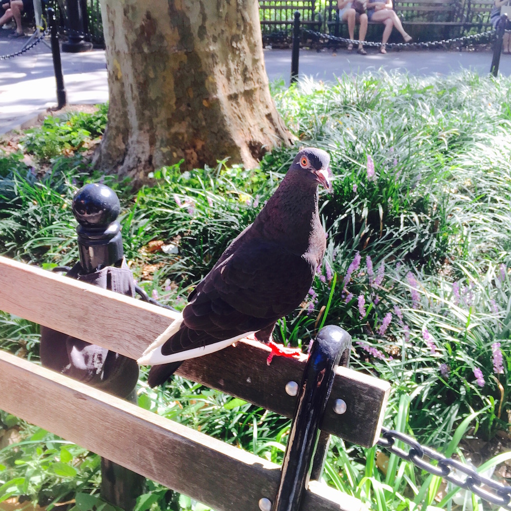 Miranda, who is gentle and friendly, sitting on a bench in Washington Square Park. Photo by Faceboy