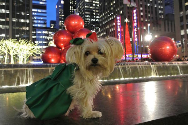 Sorry Tasha, they’ve already done casting for the Radio City Christmas Spectacular…but you can still be a star, at Paws in the City.