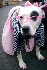 Photo compliments of Amanda Byron Zink Pretender the Pitbull won first prize in the Salty Paw Howl-oween canine costume contest dressed as Frenchy from “Grease.”