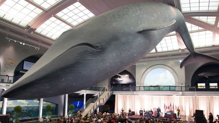 The Natural History Museum, pictured here on Oct. 27, 2014, is among the most popular search terms on Google the day before Thanksgiving. 