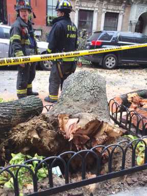 tree-fall,-tequila