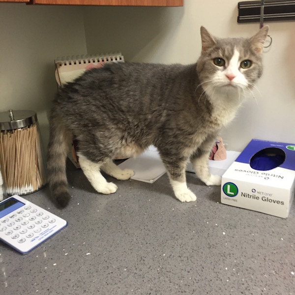 With a bed that stays exactly where she likes it, West Chelsea Veterinary cat Chloe is right at home. Photo by Faceboy.