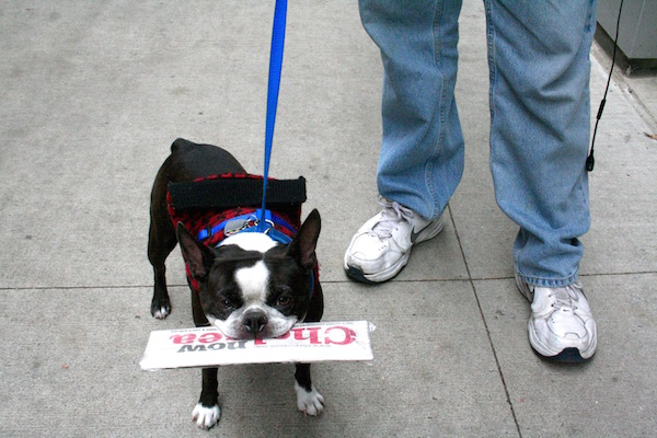 Bettie Makes a Grab for Her Favorite Paper 1 Loyalty, intelligence, and good taste are qualities we recognize in all of our regular readers — but Chris Dietz and his eight-year-old Boston Terrier, Betty, are in a league of their own. Photo by Yannic Rack.
