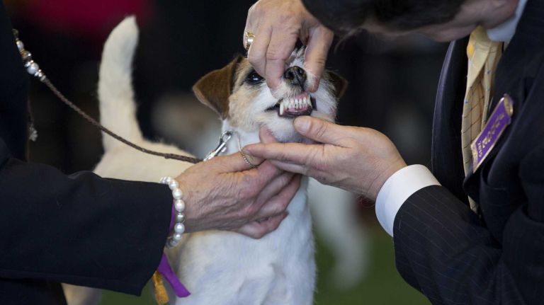 NYC pictures of 2015: Pope Francis, Pizza Rat, Shia LaBeouf, Donald Trump and more 29 A Parson Russell Terrier is seen by judges in the ring during the Westminster Kennel Club dog show at Pier 92 in Manhattan on Tuesday, Feb. 17, 2015.
