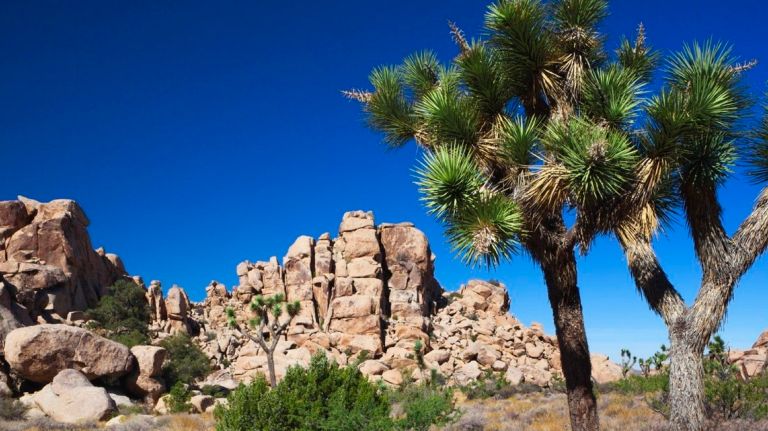 Get walking, hiking and bouldering in Joshua Tree National Park in California.