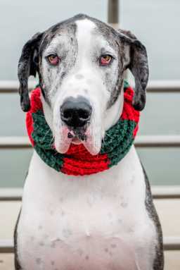 warm dog