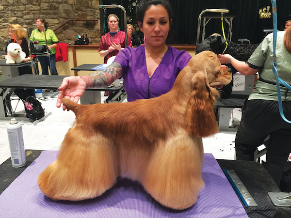 Marilyn Merlot: Dogged Blonde Groomed for Greatness 1 There’s no business like show dog business: Marilyn Merlot’s groomer, Mackensie Murphy, preps the promising pooch for competition. Photo by Victor Rosado.