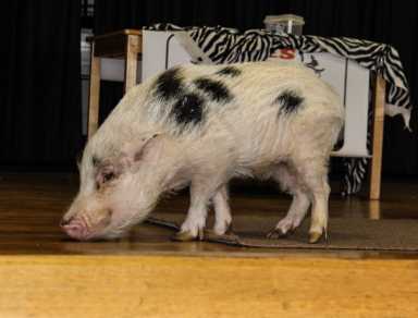 animal-day-2016-02-25-02