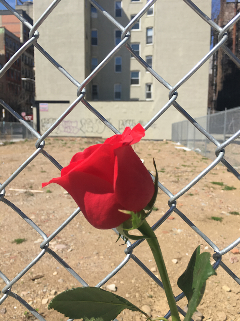 One year later: Rising from a tragedy’s ashes 12 2nd ave., rose