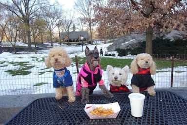 CENTRAL-PARK-PAWS-is
