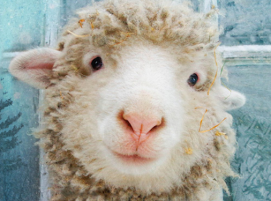 SHEEPOVER-treasure-IS