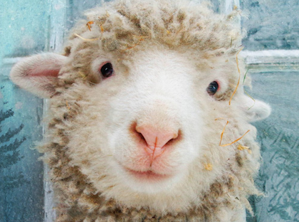 SHEEPOVER-treasure-IS