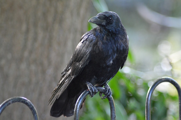 Apr28_Raven