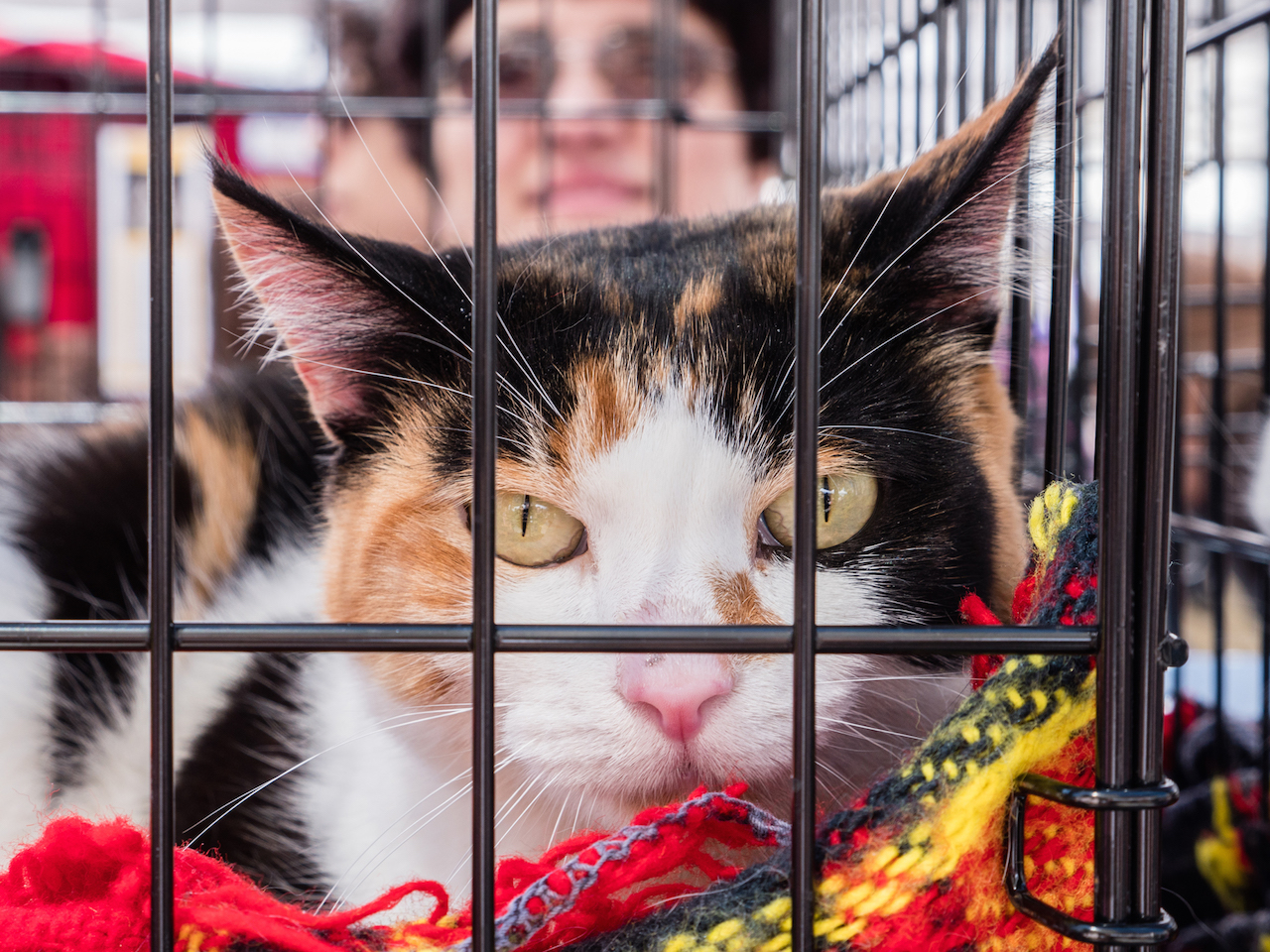 Hoofing and woofing it down Broadway for paws cause 2 paws, cat