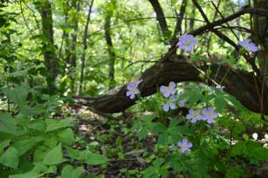 CHEN-gem-flowers-2-IS