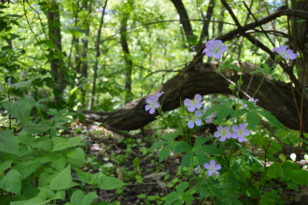 CHEN-gem-flowers-2-IS