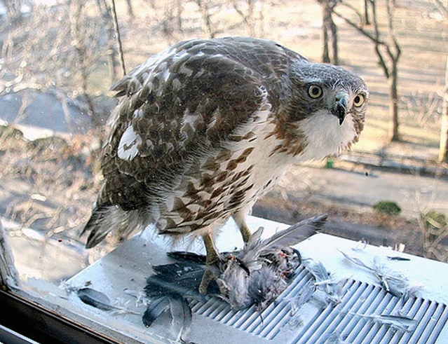 Could it have been a hawk? Dog injured in mysterious attack