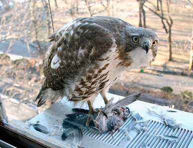 HawkAttack-2016-05-26-V01